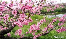 一树桃花开在线观看,穿越时空的浪漫邂逅