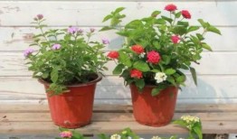 枫丹搞笑爆料视频大全最新,笑料百出，揭秘娱乐圈幕后趣闻