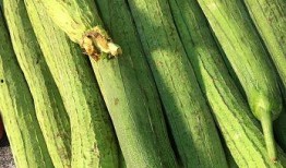 吃生瓜的网红有哪些,挑战味蕾极限！