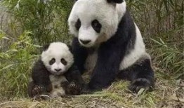 女人爆料美国熊猫视频,女性爆料背后真相揭露