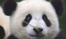 女人爆料美国熊猫视频,女性爆料背后真相揭露