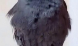 八哥新版本爆料视频下载,功能升级与亮点前瞻