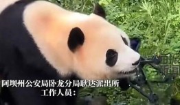 女人爆料美国熊猫视频,女性爆料背后真相揭露