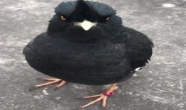 八哥新版本爆料视频下载,功能升级与亮点前瞻