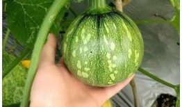 娱乐小葱花吃瓜视频大全,揭秘热门吃瓜视频大全