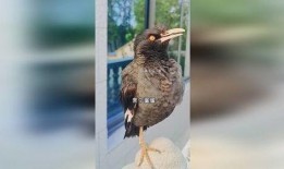 八哥新版本爆料视频下载,功能升级与亮点前瞻