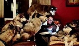 艺犬堂员工爆料视频播放