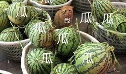 吃瓜娱乐图片头像大全,揭秘吃瓜娱乐图片头像大全