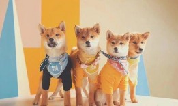 二狗爆料生活视频大全集,生活视频大全集精彩瞬间回顾