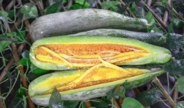 吃生瓜的网红有哪些,挑战味蕾极限！