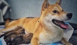 狗崽直播爆料视频,独家爆料视频内容大起底