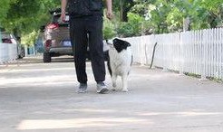 艺犬堂员工爆料视频播放