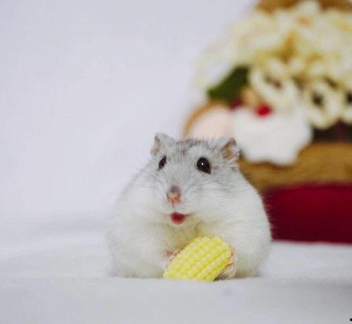 娱乐吃瓜酱仓鼠过生日,娱乐吃瓜酱仓鼠生日派对大揭秘